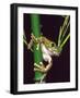 Big Eye Tree Frog, Native to Tanzania-David Northcott-Framed Photographic Print