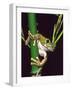 Big Eye Tree Frog, Native to Tanzania-David Northcott-Framed Photographic Print