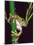 Big Eye Tree Frog, Native to Tanzania-David Northcott-Mounted Photographic Print