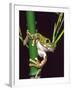 Big Eye Tree Frog, Native to Tanzania-David Northcott-Framed Photographic Print