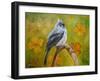 Big Eyed Tufted Titmouse-Angeles M Pomata-Framed Giclee Print