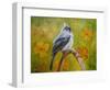 Big Eyed Tufted Titmouse-Angeles M Pomata-Framed Giclee Print