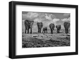 Big Family-Marcel Rebro-Framed Photographic Print