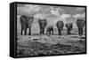 Big Family-Marcel Rebro-Framed Stretched Canvas