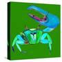 Big Fidler Crab-Robbin Rawlings-Stretched Canvas