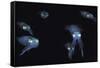 Big Fin Reef Squid-null-Framed Stretched Canvas
