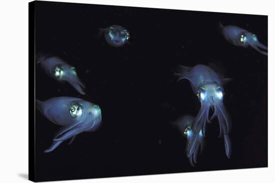 Big Fin Reef Squid-null-Stretched Canvas