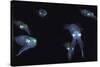 Big Fin Reef Squid-null-Stretched Canvas