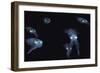 Big Fin Reef Squid-null-Framed Photographic Print