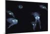 Big Fin Reef Squid-null-Mounted Photographic Print