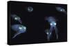 Big Fin Reef Squid-null-Stretched Canvas