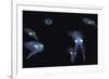 Big Fin Reef Squid-null-Framed Photographic Print