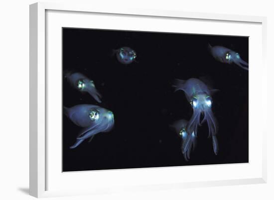 Big Fin Reef Squid-null-Framed Photographic Print