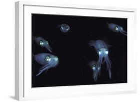 Big Fin Reef Squid-null-Framed Photographic Print