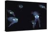 Big Fin Reef Squid-null-Stretched Canvas