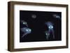 Big Fin Reef Squid-null-Framed Photographic Print