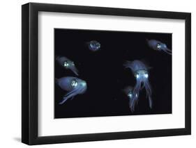 Big Fin Reef Squid-null-Framed Photographic Print