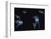 Big Fin Reef Squid-null-Framed Photographic Print
