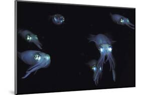 Big Fin Reef Squid-null-Mounted Photographic Print