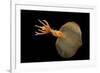 Big Fin Squid (Magnapinna Atlantica) Species Only Known From Two Specimens Collected-Solvin Zankl-Framed Photographic Print