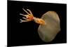 Big Fin Squid (Magnapinna Atlantica) Species Only Known From Two Specimens Collected-Solvin Zankl-Mounted Photographic Print