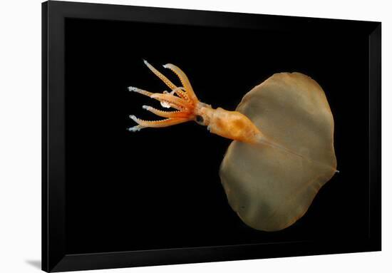 Big Fin Squid (Magnapinna Atlantica) Species Only Known From Two Specimens Collected-Solvin Zankl-Framed Photographic Print