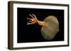 Big Fin Squid (Magnapinna Atlantica) Species Only Known From Two Specimens Collected-Solvin Zankl-Framed Photographic Print