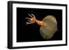 Big Fin Squid (Magnapinna Atlantica) Species Only Known From Two Specimens Collected-Solvin Zankl-Framed Photographic Print