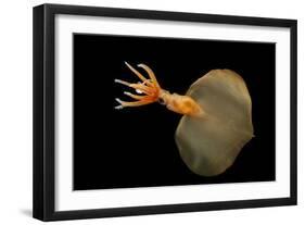 Big Fin Squid (Magnapinna Atlantica) Species Only Known From Two Specimens Collected-Solvin Zankl-Framed Photographic Print