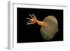 Big Fin Squid (Magnapinna Atlantica) Species Only Known From Two Specimens Collected-Solvin Zankl-Framed Photographic Print