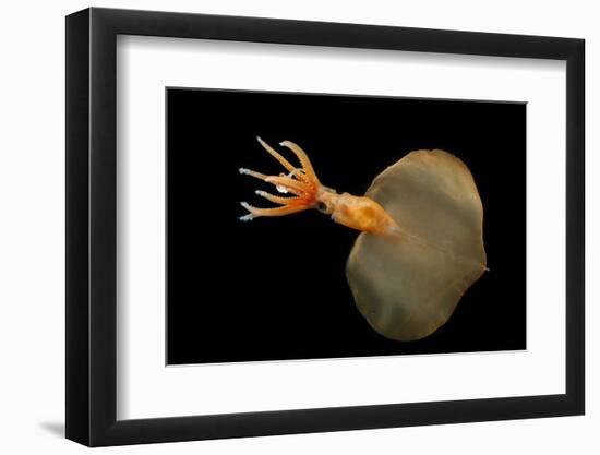 Big Fin Squid (Magnapinna Atlantica) Species Only Known From Two Specimens Collected-Solvin Zankl-Framed Photographic Print