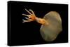 Big Fin Squid (Magnapinna Atlantica) Species Only Known From Two Specimens Collected-Solvin Zankl-Stretched Canvas