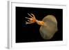 Big Fin Squid (Magnapinna Atlantica) Species Only Known From Two Specimens Collected-Solvin Zankl-Framed Photographic Print