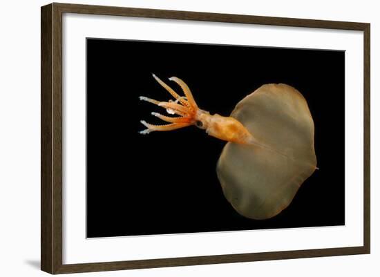 Big Fin Squid (Magnapinna Atlantica) Species Only Known From Two Specimens Collected-Solvin Zankl-Framed Photographic Print