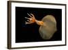 Big Fin Squid (Magnapinna Atlantica) Species Only Known From Two Specimens Collected-Solvin Zankl-Framed Photographic Print