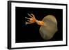 Big Fin Squid (Magnapinna Atlantica) Species Only Known From Two Specimens Collected-Solvin Zankl-Framed Photographic Print