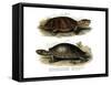 Big-Headed Amazon River Turtle-null-Framed Stretched Canvas