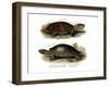 Big-Headed Amazon River Turtle-null-Framed Giclee Print