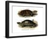 Big-Headed Amazon River Turtle-null-Framed Giclee Print