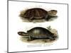 Big-Headed Amazon River Turtle-null-Mounted Giclee Print