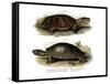 Big-Headed Amazon River Turtle-null-Framed Stretched Canvas