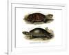 Big-Headed Amazon River Turtle-null-Framed Giclee Print