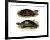 Big-Headed Amazon River Turtle-null-Framed Giclee Print