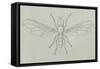 Big-Headed Fly (Pipunculus Campestris), Diptera-null-Framed Stretched Canvas