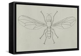 Big-Headed Fly (Pipunculus Campestris), Diptera-null-Framed Stretched Canvas