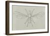 Big-Headed Fly (Pipunculus Campestris), Diptera-null-Framed Giclee Print