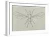 Big-Headed Fly (Pipunculus Campestris), Diptera-null-Framed Giclee Print