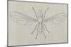 Big-Headed Fly (Pipunculus Campestris), Diptera-null-Mounted Giclee Print