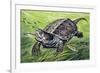 Big-Headed Turtle (Platysternon Megacephalum), Platysternidae-null-Framed Giclee Print