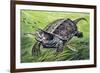 Big-Headed Turtle (Platysternon Megacephalum), Platysternidae-null-Framed Giclee Print